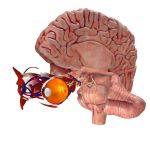 Detalles del ojo